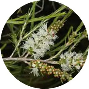 Melaleuca densispicata - 