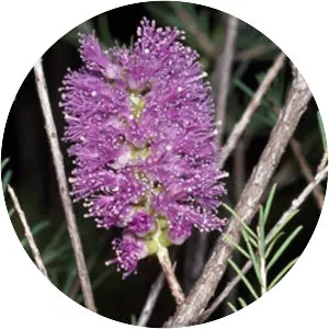 Melaleuca diosmatifolia - 