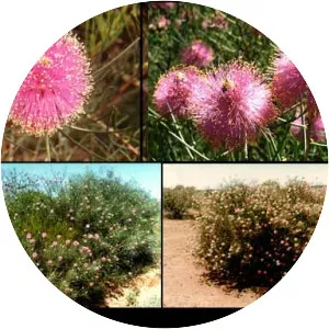 Melaleuca filifolia - 