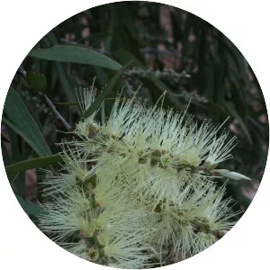 Melaleuca fluviatilis - 