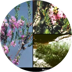Melaleuca glaberrima - 