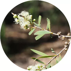 Melaleuca groveana - 