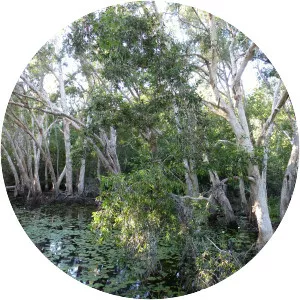 Melaleuca leucadendra