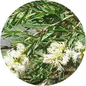 Melaleuca linariifolia - Plants