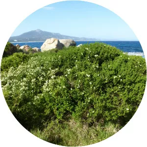 Melaleuca microphylla - 