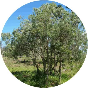 Melaleuca nervosa