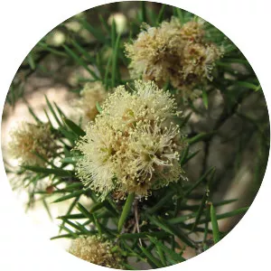 Melaleuca nodosa - 