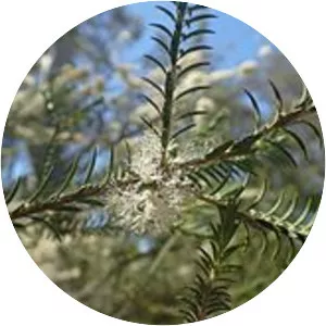 Melaleuca oxyphylla