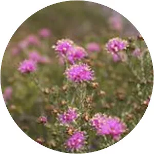 Melaleuca psammophila