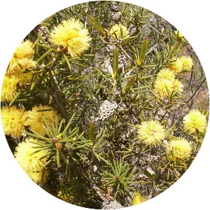 Melaleuca pungens