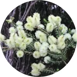 Melaleuca pustulata