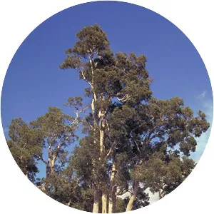 Melaleuca quinquenervia