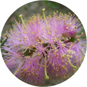 Melaleuca radula - Plants