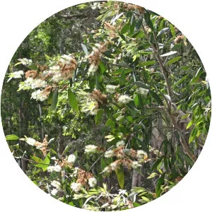 Melaleuca saligna - 
