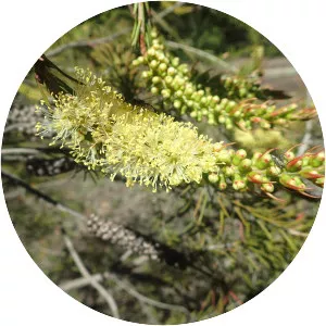 Melaleuca sieberi photograph
