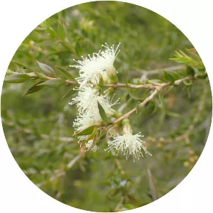 Melaleuca squamophloia