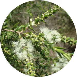 Melaleuca styphelioides