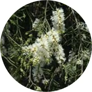 Melaleuca tamariscina