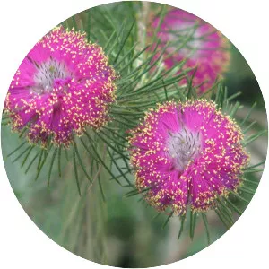 Melaleuca trichophylla - Plants