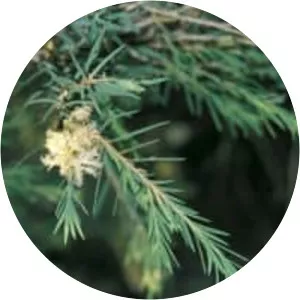 Melaleuca trichostachya - 