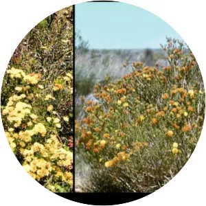 Melaleuca urceolaris