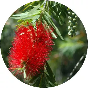 Melaleuca viminalis