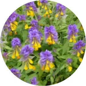 Melampyrum nemorosum (Melampyrum Nemorosum)