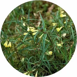 Melampyrum pratense - Plants
