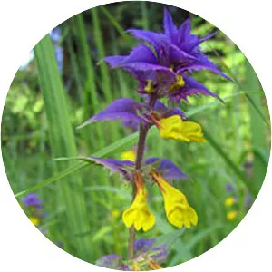 Melampyrum