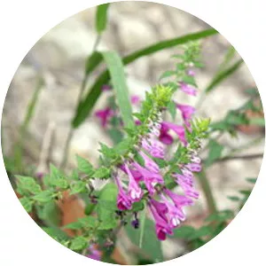 Melampyrum roseum - 