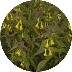 Melampyrum sylvaticum