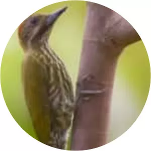 Melancholy woodpecker