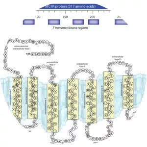 Melanocortin 1 receptor - Protein