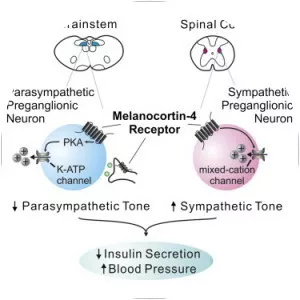 Melanocortin 4 receptor