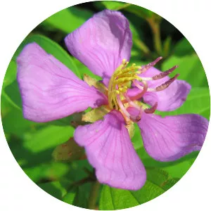 Melastoma malabathricum