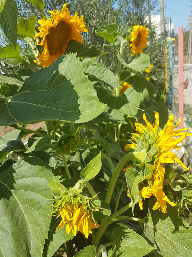 Melegim Kres - Day care center in Canakkale