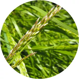 Melica imperfecta - Plants