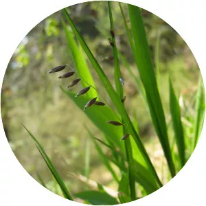 Melica nutans - Plants