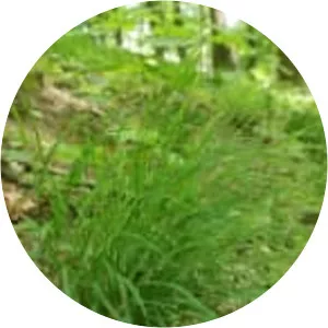 Melica uniflora - Plants