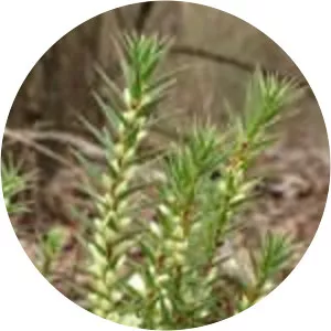 Melichrus urceolatus