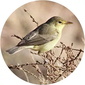 Melodious warbler