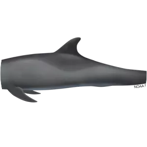 Melon-headed whale