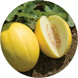 Melons