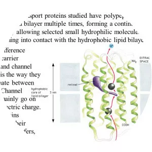 Membrane transport protein - 