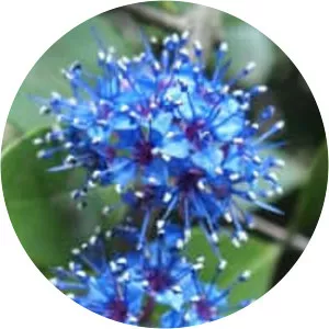 Memecylon umbellatum