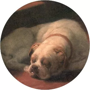 Memoirs Of A Yellow Dog