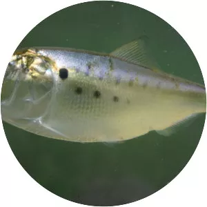 Menhaden - Fish