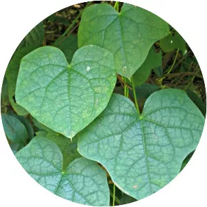 Menispermum - Plants