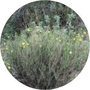 Menodora scabra - Plants