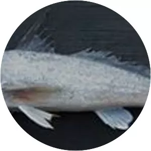 Menticirrhus littoralis - 